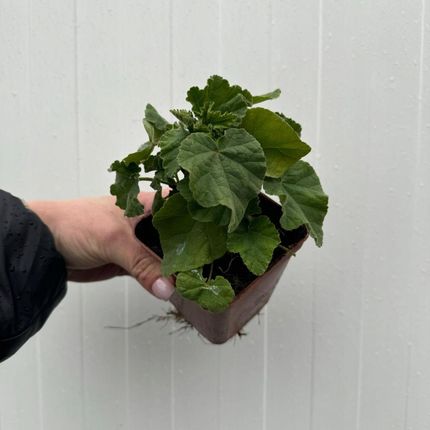Sprzedajemyrosliny Ślazówka 'Rosea' P9 0,5L - zdjęcie 2