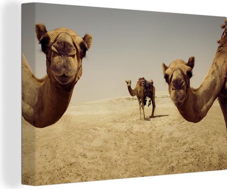 OneMillionCanvasses 140x90cm Wielbłądy W Doha Gatar Replika (47-1284595)