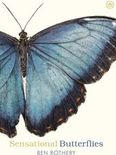 Zdjęcie Sensational Butterflies Rothery - Strzelce Opolskie
