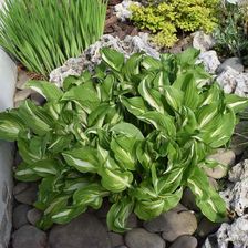 Sprzedajemyrosliny Hosta 'Mediovariegata' 1,5L