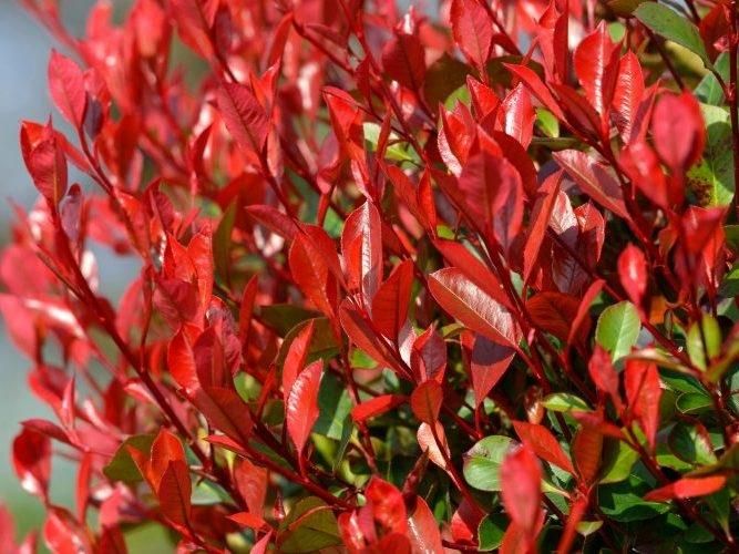 g-ogownik-red-robin-sadzonki-na-zimozielony-ywop-ot-40-60-cm-pakiet