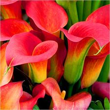 Coriander Kalia Kalla Zantedeschia Calla Wild Salmon Cebulki 1szt.