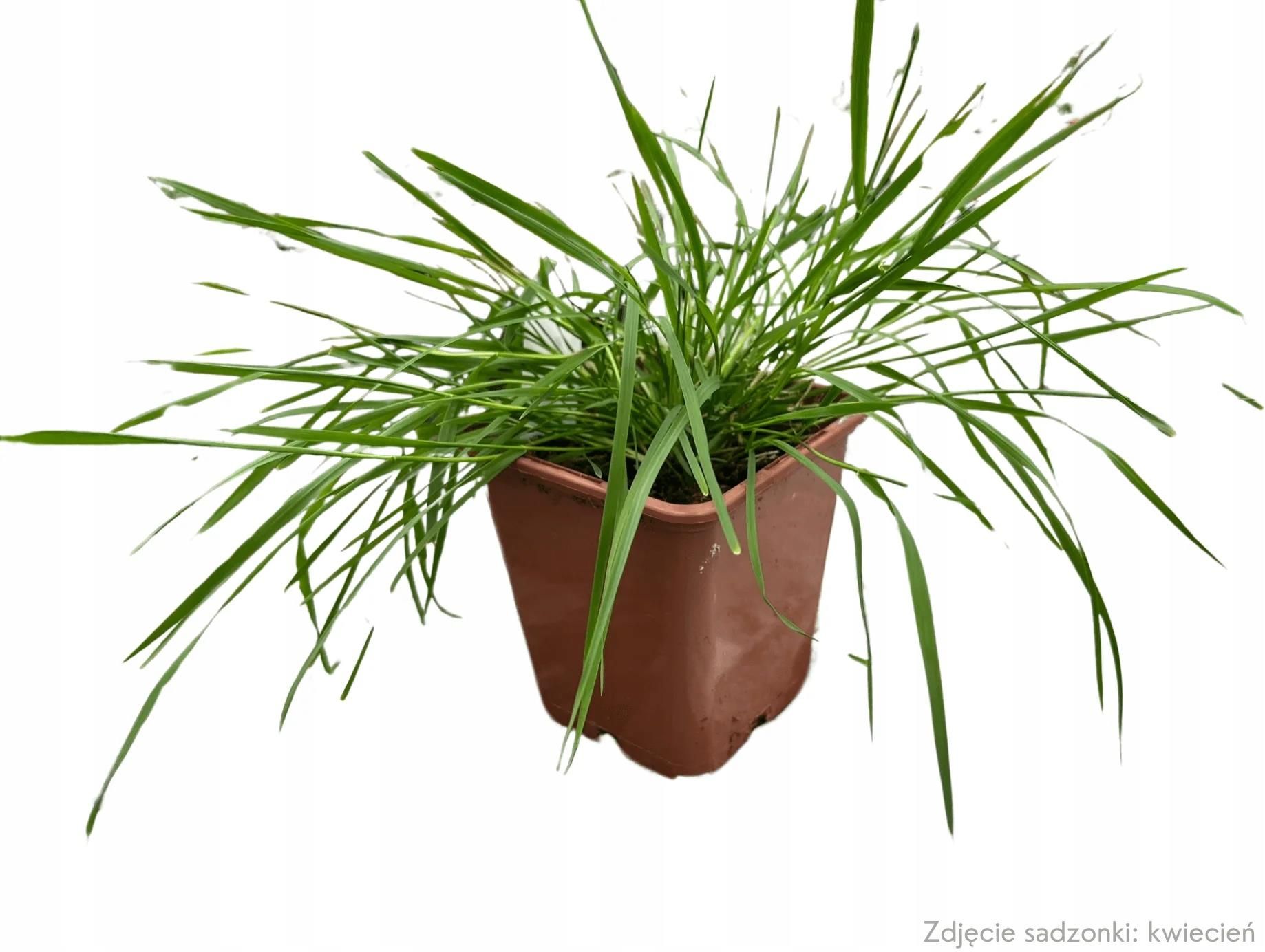 Mietlica Agrostis Green Twist Sadzonka P9 Wiszcy Bambus Rolina Na Balkon  - Ceny i opinie - Ceneo.pl