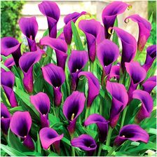 Coriander Kalia Kalla Calla Zantedeschia Fioletowa Grape Velvet Cebulki 3 Szt