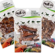 Probugs Reptiles Set Zestaw Robaków Dla Średnich Gadów
