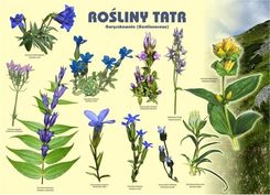 Zdjęcie Koliber Tablica 100X72Cm Rośliny Tatr. Goryczkowate (ATE679889) - Gniezno