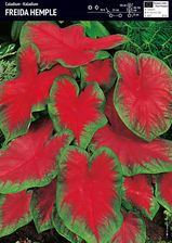 Benex Cebulka Caladium Kaladium Freida Hemple 1szt.