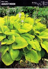 Benex Hosta Funkia Żółta August Moon Cebulka 1szt.