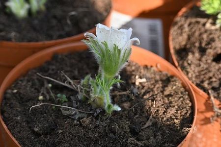 Sasanka Zwyczajna Pinwheel White Na Skalniak I Taras - zdjęcie 5