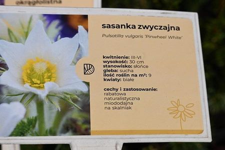Sasanka Zwyczajna Pinwheel White Na Skalniak I Taras - zdjęcie 3
