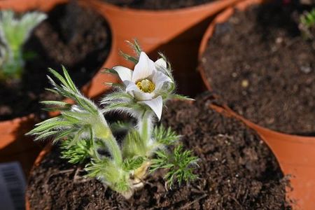 Sasanka Zwyczajna Pinwheel White Na Skalniak I Taras - zdjęcie 2