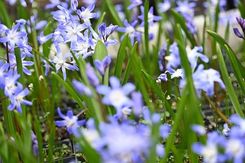 Zdjęcie Śnieżnik lśniący Blue Giant na skalniak - Piła