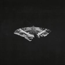 Kendrick Lamar - To Pimp A Buttefrly (10th Anniversary) (2xWinyl)