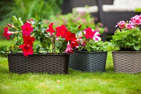 Galicja Karmelowa Doniczka Balkonowa Rattan 60cm Duża - zdjęcie 2