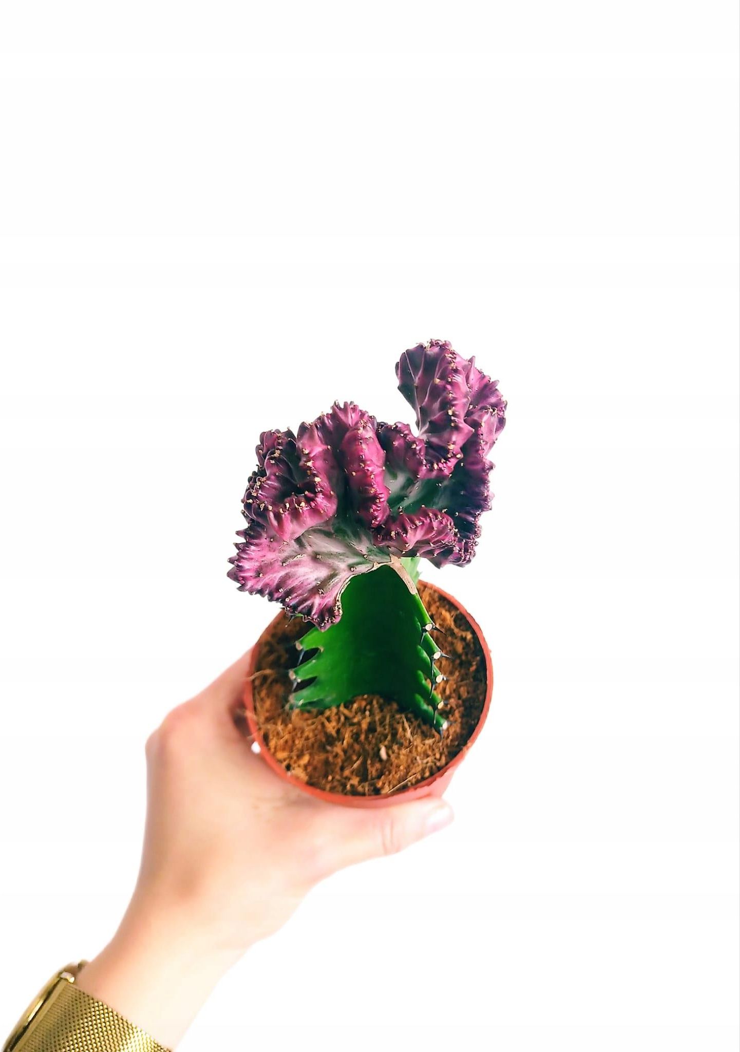 Euforbia Krlewska Koralowa Euphorbia Lactea Cristata Kaktus Sukulent -  Ceny i opinie - Ceneo.pl