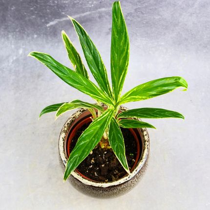 Aglaonema Bamboo Kolekcjonerski Rarytas D10.5cm Idealna Do Kadego Wntrza  - Ceny i opinie - Ceneo.pl