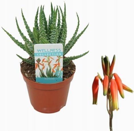 aloe vera gel puro lanzarote NutrAloe Skin Gel with Aloe Vera main image 1