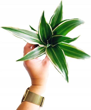 Dracena Wonna Deremeska Warneckii Do Lasu W Soiku Szkle - Ceny i opinie -  Ceneo.pl