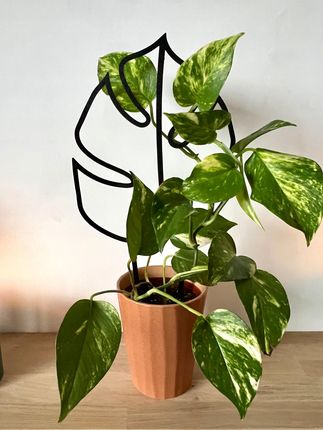 Podprki Do Kwiatw Rolin Podprka Podpora Pergola Monstera Black L 43cm -  Ceny i opinie - Ceneo.pl