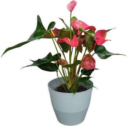 austral gem birds nest fern Asplenium 'Parvati' ('Austral Gem')