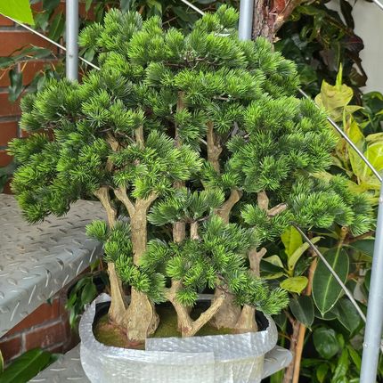 Wysokiej Jakoci Sztuczne Drzewko Bonsai Pinia 60 Las Igie Bonzai Drzewka  (Hp332517150) - Opinie i atrakcyjne ceny na Ceneo.pl