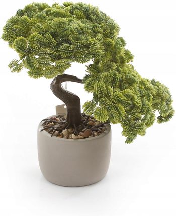 Pikne Sztuczne Drzewko Szczecia Bonsai Sedum Multiceps 25 W Doniczce  (Hp192511950) - Opinie i atrakcyjne ceny na Ceneo.pl