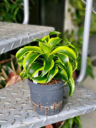 geigenfeige wurzeln Ficus lyrata verzweigt (Geigenfeige) kaufen