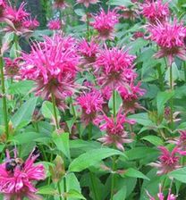 Pysznogłówka Didyma Marshall`S Delight Monarda Didyma