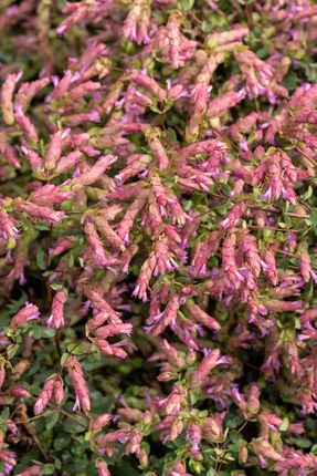 Oregano Bristol Cross Origanum Vulgare - zdjęcie 3