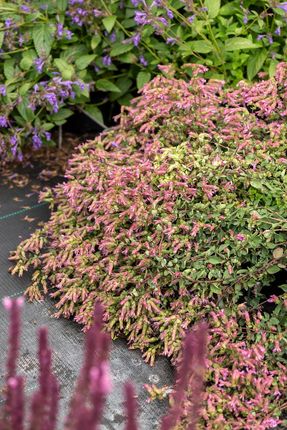 Oregano Bristol Cross Origanum Vulgare - zdjęcie 4