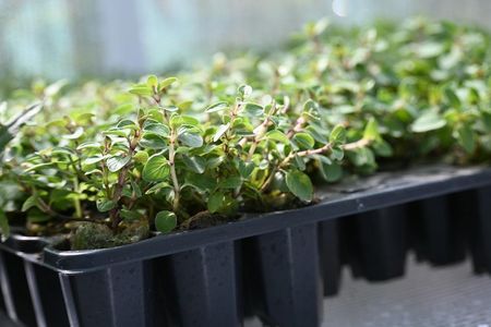 Oregano Bristol Cross Origanum Vulgare - zdjęcie 5