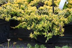 Jałowiec Płożący Golden Carpet Juniperus Horizontalis