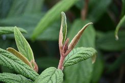 Zdjęcie Kalina sztywnolistna - Viburnum rhythidophyllum - Poznań