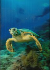 Zdjęcie Mbmsytems Kartka Pocztówka Trójwymiarowa Żółw 3D - Czempiń