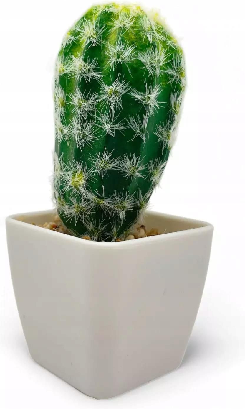 monstera bltter hngen Monstera adansonii "varigata" Aurea