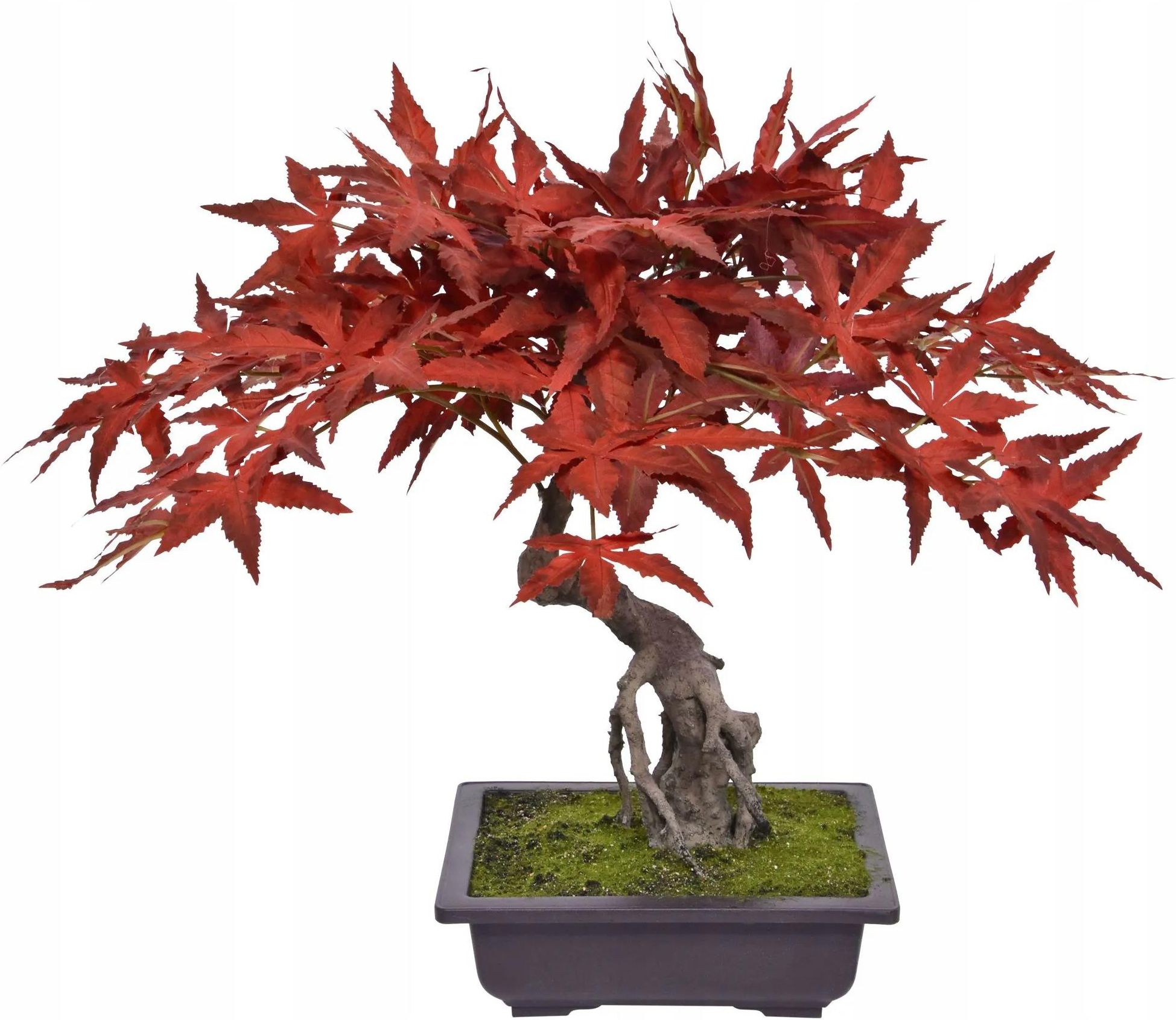 Sztuczny japoski bonsai drzewko szczcia Klon czerwony burgundy 50 Acer  (HP142005RD) - Opinie i atrakcyjne ceny na Ceneo.pl