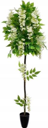 wisteria fall Wisteria Plants Bundle - Amethyst Falls - 3 Starter Plugs