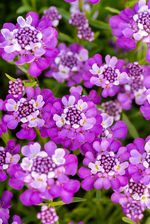 Zdjęcie Ubiorek wiecznie zielony Absolutely Amethyst - Iberis sempervirens - Swarzędz