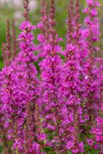 Zdjęcie Krwawnica pospolita Robin - Lythrum salicaria - Czarnków