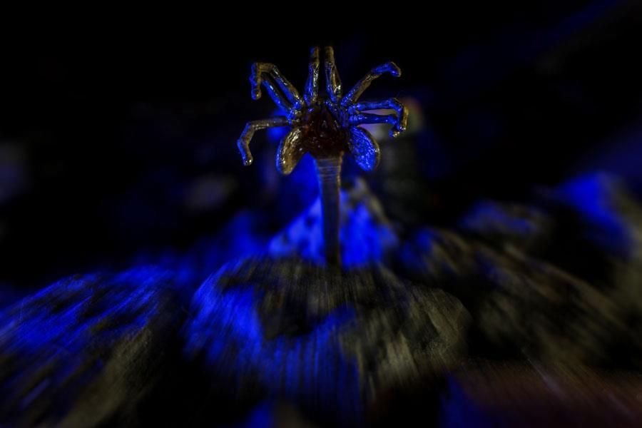 ALIENS - Facehugger en mousse - Réplique 1/1 105cm
