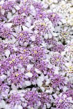 Zdjęcie Ubiorek wieczniezielony Pink Ice - Iberis sempervirens - Wronki