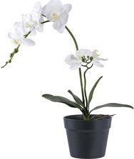Zdjęcie Intesi Sztuczna Roślina Orchidea Biała 49Cm - Pszów