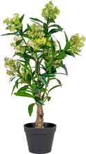 Zdjęcie Intesi Sztuczne Drzewo Skimmia 75Cm - Halinów