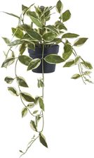 Zdjęcie Intesi Sztuczna Roślina Hoya 33 Cm - Suchedniów