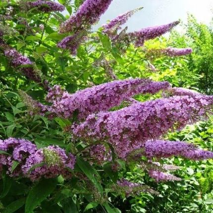 Buddleja Pink Delight Budleja davidii krzew do ogrodu na motyle