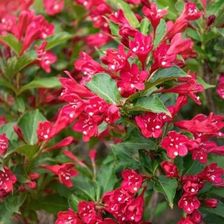 Zdjęcie KRZEWUSZKA (Weigela PICOBELLA ROSSO 'TVP3') - Kleczew