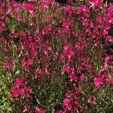 Zdjęcie Fryszkowscy Gaura 'Baby Butterfly Dark Pink' - Kleczew