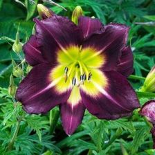 Zdjęcie Fryszkowscy Liliowiec Hemerocallis 'Night Beacon' - Nieszawa