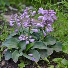 Zdjęcie Fryszkowscy Hosta 'Blue Mouse Ears' - Janowiec Wielkopolski