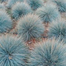 Zdjęcie Fryszkowscy Kostrzewa Festuca Glauca 'Elijah Blue' - Nieszawa